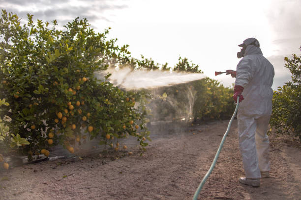 Best Wasp Removal Services  in Sophia, WV