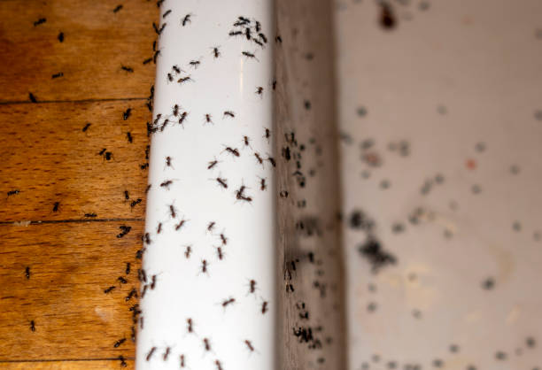 Wasp Removal Services in Sophia, WV
