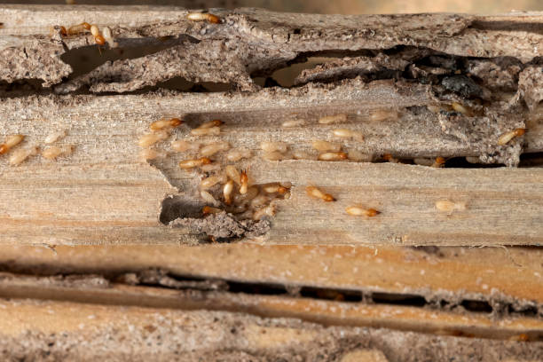 Best Wasp Removal Services  in Sophia, WV